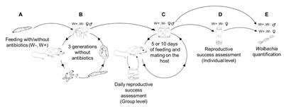 Wolbachia Endosymbionts of Fleas Occur in All Females but Rarely in Males and Do Not Show Evidence of Obligatory Relationships, Fitness Effects, or Sex-Distorting Manipulations